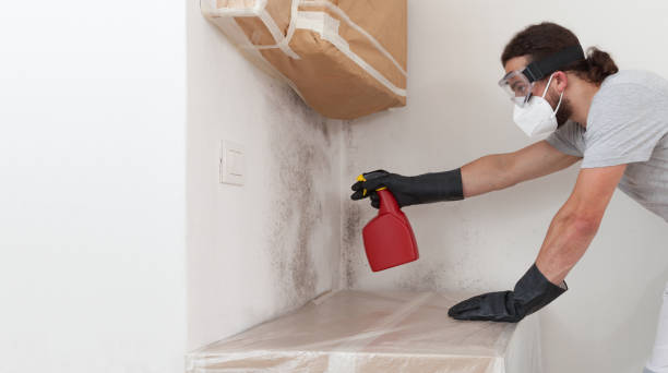 Professional Black Mold Removal technician working in Billerica, MA