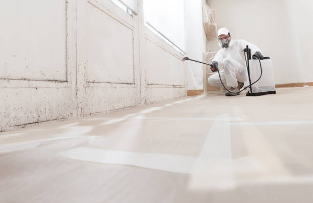 24/7 Emergency Black Mold Removal experts in Billerica, MA