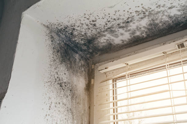 Affordable Basement Mold Removal solutions in Billerica, MA