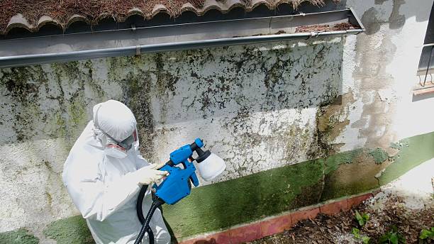 Top rated local Basement Mold Removal specialists in Billerica, MA
